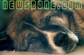NewsBone.com - Barebones News